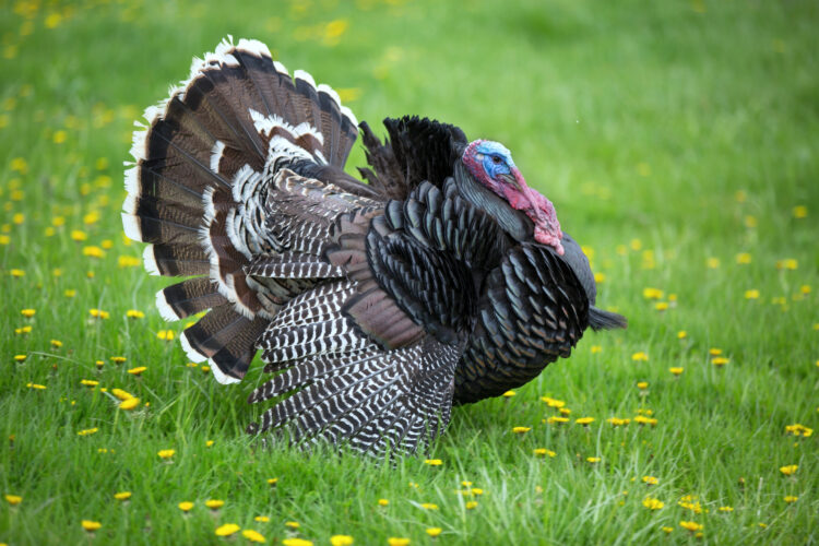 Public asked to report  turkey sightings